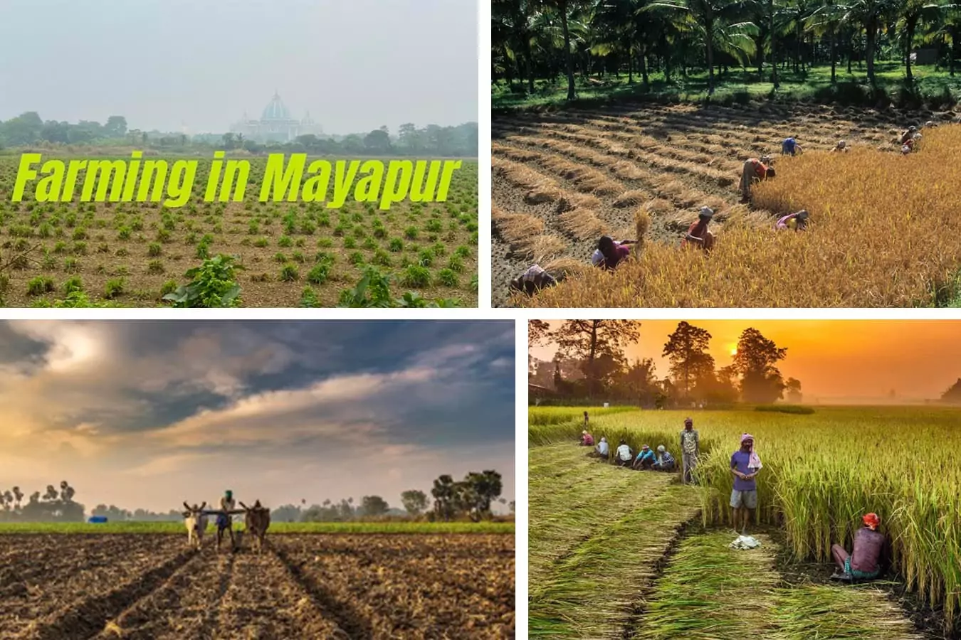 Farming in Mayapur